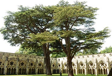 Cathedral Cloisters